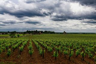 Bio Champagner aus biologischem und biodynamischem Anbau