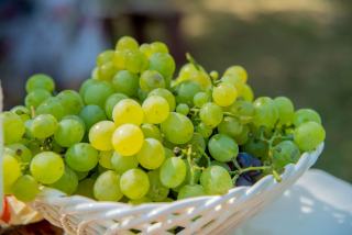 Champagner Blanc de Blancs: reiner Chardonnay, Cote des Blancs