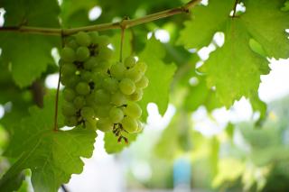 Geschichte des Champagners von Hautvillers bis heute
