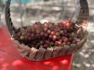 Welche Champagnergläser bringen Perlage und Aroma zur Geltung?