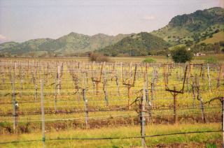 Champagner Verkostung zu Hause und in der Champagne