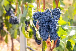 Was macht einen Vintage Champagner so besonders?