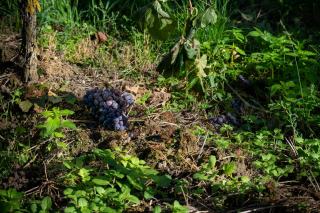 Was ist Winzerchampagner und was macht ihn besonders?
