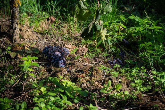 Winzerchampagner: Handwerk, Terroir und das RM-Kürzel auf dem Etikett Winzerchampagner: Handwerk, Terroir und das RM-Kürzel auf dem Etikett
